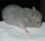 Long Haired Silver Sable
