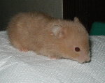 Long Haired Mink