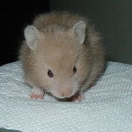 Long Haired Mink
