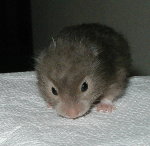 Long Haired Chocolate Sable