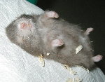 Long Haired Chocolate Sable