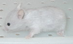 Long Haired Silver Sable