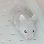 Long Haired Silver Sable