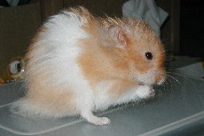Mao Mao, long haired cinnamon banded