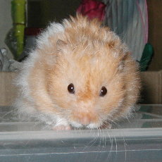 Mao Mao, looking cute