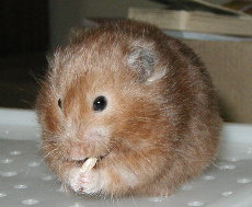 Sable Girl, happily munching her yoghurt drop
