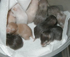 Babies in all colours