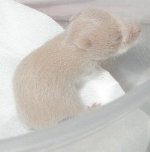 Baby No. 3