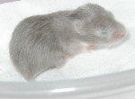 Baby No. 5