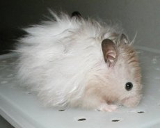 Bao Bao, long haired silver sable