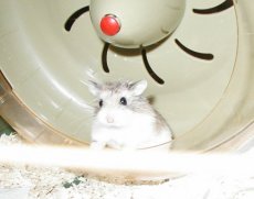 Bobo, 3 months old