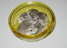 Robolets in a food dish