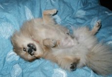 Rub my belly! Please! Please!