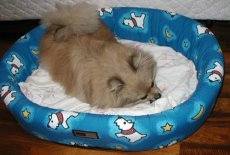 Boy Boy and his doggy bed