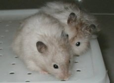 Bao Bao courting Princess (both  Silver Sables)