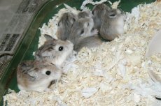 Bubbles and Pepsi's family