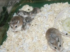 Bubbles and Pepsi's family