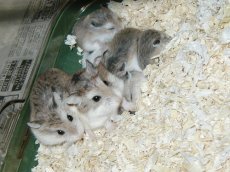 Bubbles and Pepsi's family