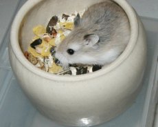 Cute robolet on a food dish