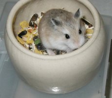 robo baby guarding a food dish