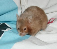 Goldie, Satin Mink