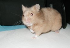 Goldie, taking a slow walk