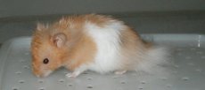 Mao Mao, Long Haired Cinnamon Banded