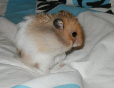 Zai Zai munching a nut