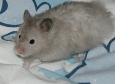 Girl Girl, Long Hair Silver Sable Female