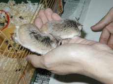 Pepsi and Bubbles climbing out to play