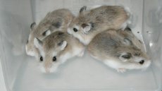 Pepsi's babies, 23 days old