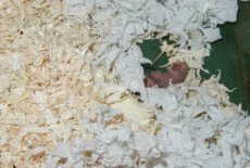 Newborn Robos