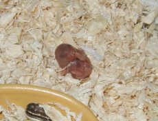 Pepsi's baby, 2 days old