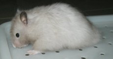 Princess, a long haired silver sable