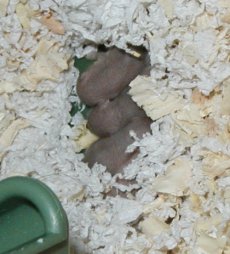 Salt's babies, 6 days old
