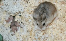 Salt's Babies
