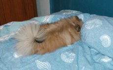 Sleepy Boy Boy