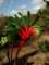 kangaroopaw_small.jpg