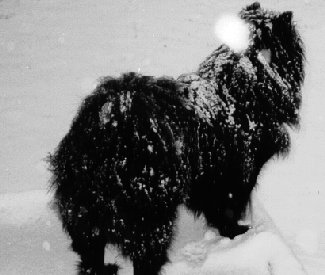 Daysha in snow