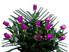 purplerose