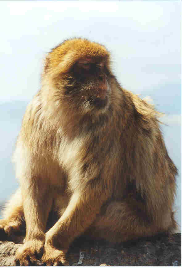 Apes Den, Gibraltar