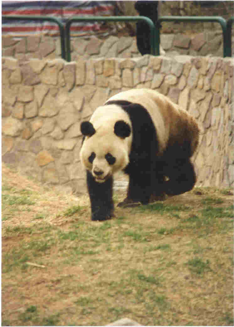 Panda in Beijing Zoo