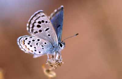 The world's smallest butterfly (Sinai Baton Blue: Pseudophilotes sinaicus) is endemic to St Katherine's