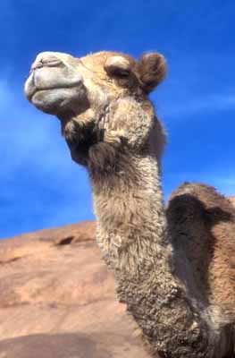 Camels form an integral part of Bedouin life in St katherine's