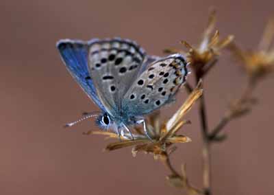 The world's smallest butterfly (Sinai Baton Blue) is only found (endemic) in St Katherine's and has been intensively studied by Mike James