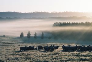 Sheep on Big Hill