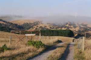 Summer fog and turbines