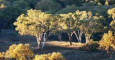 Early sun on trees