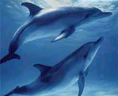 Dolphins