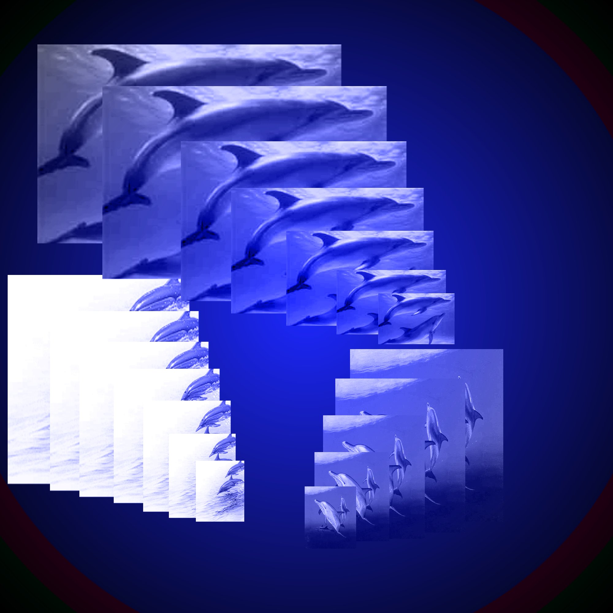 Dolphin Background